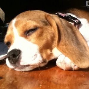 Meet your Posher, Susanne